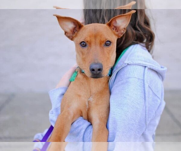 Medium Photo #8 Mutt Puppy For Sale in Royse City, TX, USA