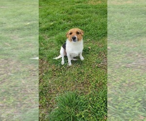 Mother of the Jack Russell Terrier puppies born on 07/16/2025