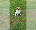 Small Photo #1 Jack Russell Terrier Puppy For Sale in REDFIELD, KS, USA