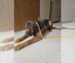 Small Mastiff Mix