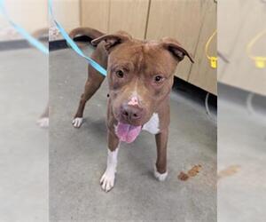 Mutt Dogs for adoption in Camarillo, CA, USA
