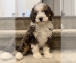 Small Photo #3 Miniature Bernedoodle Puppy For Sale in IRVINE, CA, USA