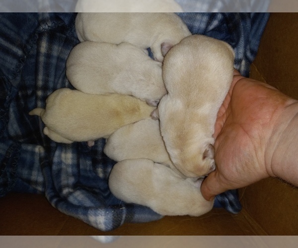 Medium Photo #31 Labrador Retriever Puppy For Sale in ATHOL, MA, USA