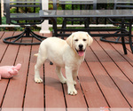 Small #2 Labrador Retriever