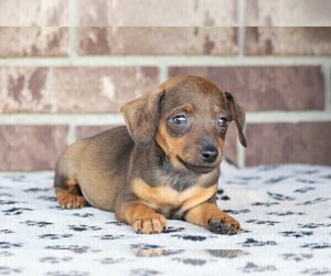Pinny-Poo Puppy for sale in FREDERICKSBG, OH, USA