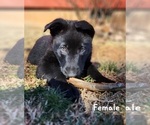 Small Photo #4 German Shepherd Dog Puppy For Sale in ELLENBORO, NC, USA