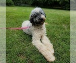 Small Photo #1 Goldendoodle Puppy For Sale in LINCOLN, NE, USA