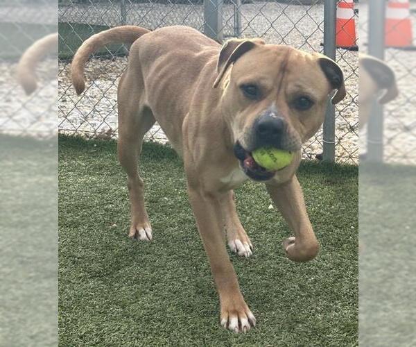 Medium Photo #2 Mutt Puppy For Sale in Newton, NC, USA