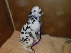 Small Photo #5 Dalmatian Puppy For Sale in DUVALL, WA, USA