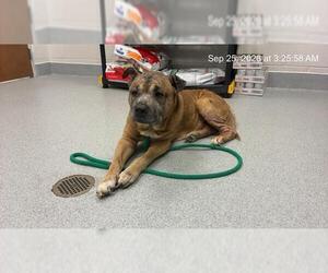 Black Mouth Cur Dogs for adoption in Ocala, FL, USA