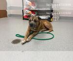 GARY - Male Black Mouth Cur Dog for Adoption - Small photo