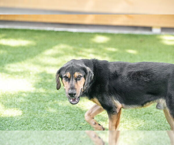 Medium Photo #3 Rottweiler-Unknown Mix Puppy For Sale in Hilton Head, SC, USA