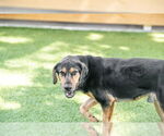Small Photo #3 Rottweiler-Unknown Mix Puppy For Sale in Hilton Head, SC, USA
