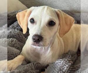 Gardenia (Bloom Pup) - Male Chihuahua-Colonial Cocker Spaniel Mix Dog for Adoption - Photo #21