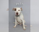 Small #6 American Staffordshire Terrier Mix