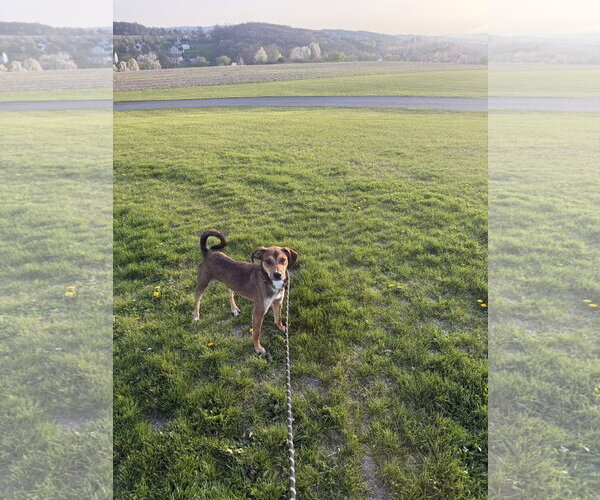 Medium Photo #1 Beagle Puppy For Sale in Walnutport, PA, USA