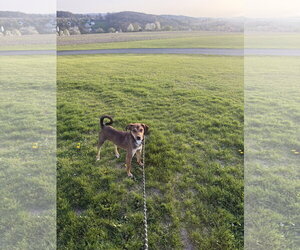 Beagle Dogs for adoption in Walnutport, PA, USA