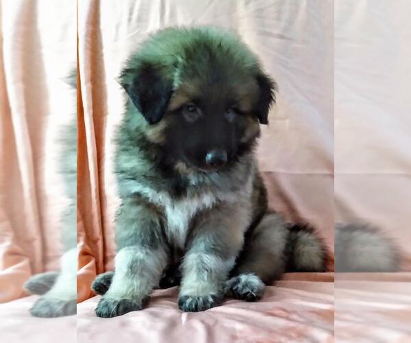 Medium Photo #4 German Shepherd Dog Puppy For Sale in YUCCA VALLEY, CA, USA
