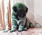 Small Photo #4 German Shepherd Dog Puppy For Sale in YUCCA VALLEY, CA, USA