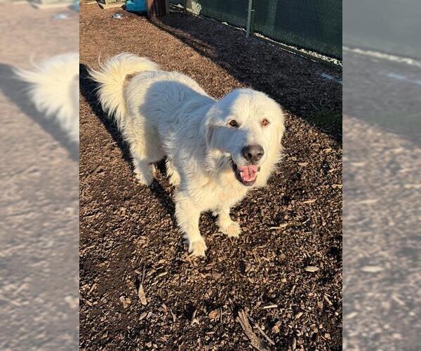 Medium Photo #1 Great Pyrenees Puppy For Sale in Waterford, VA, USA