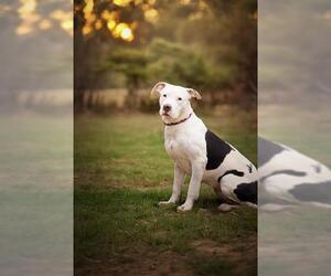 American Pit Bull Terrier Dogs for adoption in Belleville, IL, USA