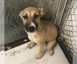 Mutt Dogs for adoption in Conroe, TX, USA