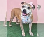Small #1 American Pit Bull Terrier