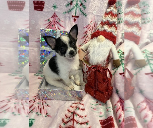 Medium Photo #20 Chihuahua Puppy For Sale in SHERMAN, TX, USA