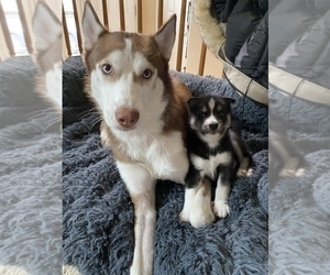 Mother of the Siberian Husky puppies born on 03/07/2022