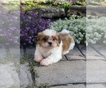 Small #3 Shih Tzu