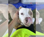 Small #3 American Staffordshire Terrier Mix