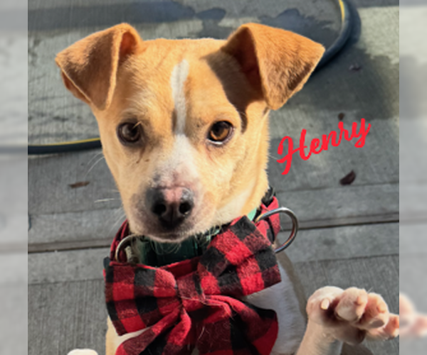 Medium Photo #1 Jack Chi Puppy For Sale in HOUSTON, TX, USA