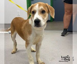 Lemon Bar - Male Labrador Retriever-Unknown Mix Dog for Adoption - Photo #4