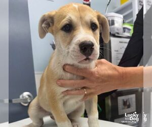 Mason - Male Mutt Dog for Adoption - Photo #4