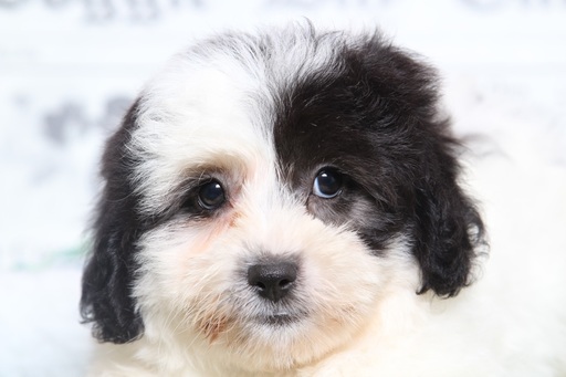 Medium Photo #2 Lhasa-Poo Puppy For Sale in BEL AIR, MD, USA