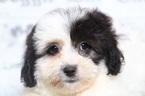 Small Photo #2 Lhasa-Poo Puppy For Sale in BEL AIR, MD, USA