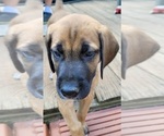 Small Photo #6 Irish Dane Puppy For Sale in SURRY, VA, USA