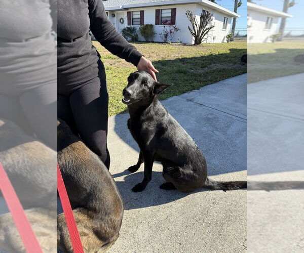 Medium Photo #1 Mutt Puppy For Sale in Imlay City, MI, USA