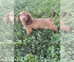 Small #2 Dachshund