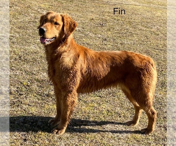 Medium Photo #1 Golden Retriever Puppy For Sale in LEON, KS, USA