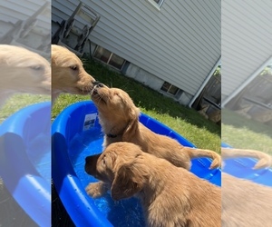 Golden Retriever Puppy for Sale in COVENTRY, Rhode Island USA