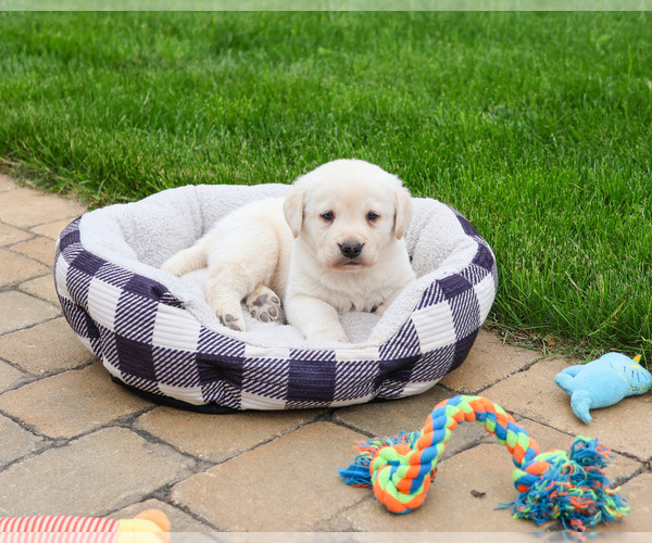 Medium Photo #1 Labrador Retriever Puppy For Sale in SYRACUSE, IN, USA