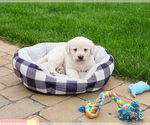 Image preview for Ad Listing. Nickname: Bucky