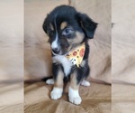 Small Photo #6 Australian Shepherd Puppy For Sale in PHOENIX, AZ, USA
