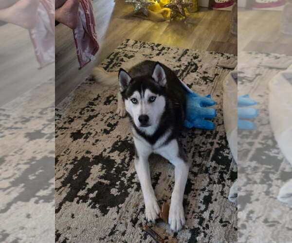 Medium Photo #1 Siberian Husky Puppy For Sale in Banning, CA, USA