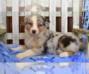 Australian Shepherd Puppy for sale in IRVINE, CA, USA