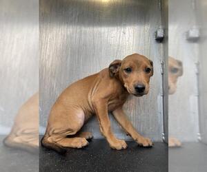 Mutt Dogs for adoption in San Antonio, TX, USA