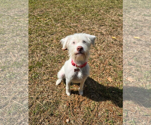 Medium Photo #1 Maltese-Unknown Mix Puppy For Sale in Texarkana, TX, USA