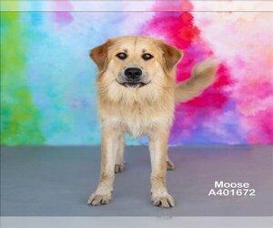 Golden Pyrenees Dogs for adoption in Conroe, TX, USA