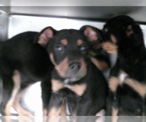 Medium Photo #1 Rottweiler-Unknown Mix Puppy For Sale in Oklahoma City, OK, USA